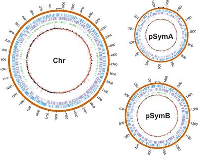 Identification of Group II Intron RmInt1 Binding Sites in a Bacterial Genome